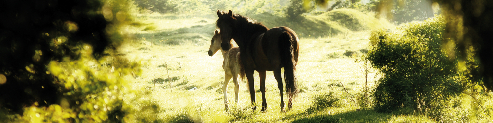 Diagnostic Animals - Furanalysis or Hairanalysis - Equine Horse